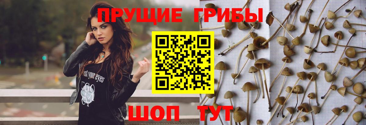 Галлюциногенные грибы Psilocybine cubensis Можга